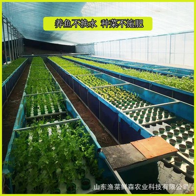 魚菜共生系統設備研發 魚菜共生設計與安裝