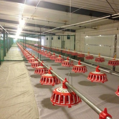 自動喂料系統(tǒng) 種雞盤式料線 養(yǎng)殖業(yè)機械 雞用食槽飼喂設(shè)備