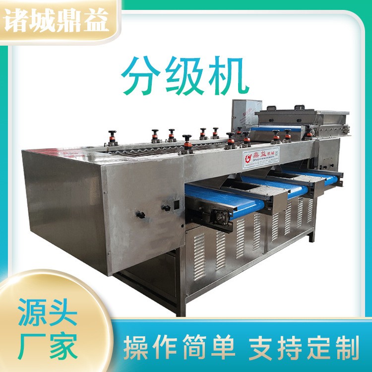 保鮮蒜米分級機 大蒜分揀機 大蒜重量分選機鮮蒜分揀機 支持定制