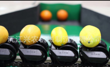 智能分選--沃柑分選機