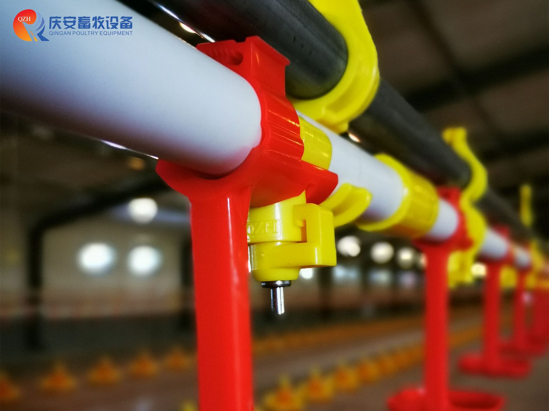 （第一行第二張）