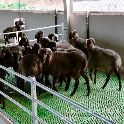 塑料羊糞板 羊圈用塑料羊床 大小羊?qū)Ｓ醚蚣S板 雙筋加厚塑料羊板