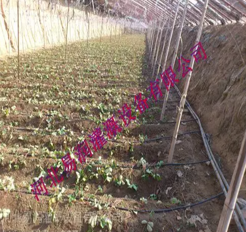 滴水均勻壽命長滴灌管 山西***微灌管批發(fā)價格