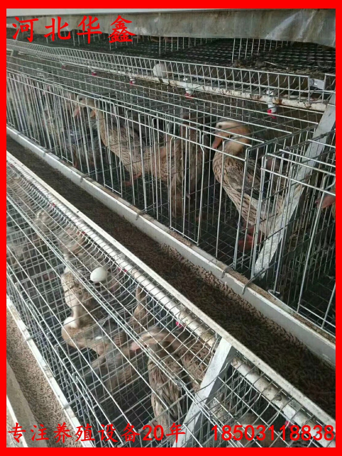 蛋鴨籠鴨子籠養(yǎng)設(shè)備鴨子養(yǎng)殖籠子自動化蛋鴨養(yǎng)殖設(shè)備籠子