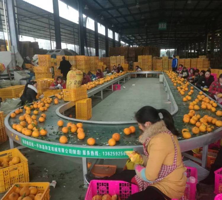 環形輸送機 流水線傳送帶分揀線 水果包裝挑選輸送帶 廠家供應