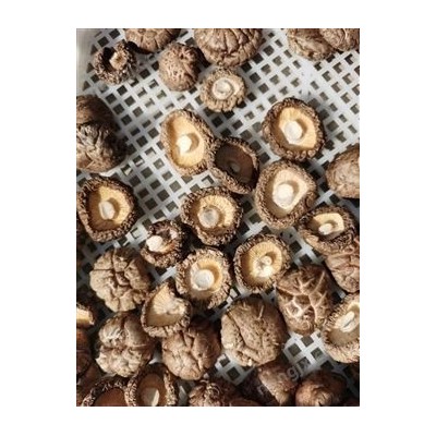 多層網帶式烘干機,食用菌類烘干機