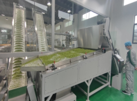 毛尖茶生產線