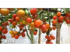 把小番茄切片埋在土壤里會發生什么？想不到小番茄這么好種植！