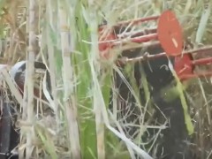 神奇的農機設備，修理甘蔗的，第一次見